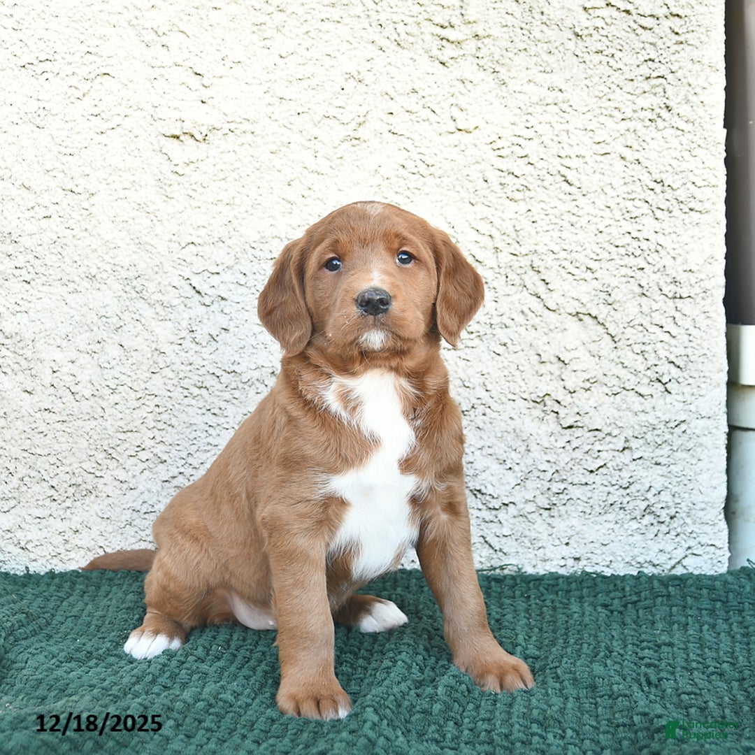 Labradoodle dogs for sale: Chestnut  - Ad 2