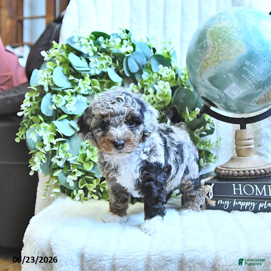 Miniature Poodle dogs Dori - Ad 2
