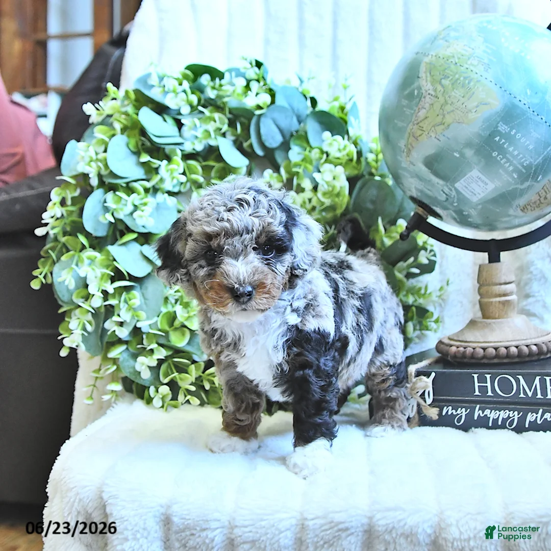 Miniature Poodle dogs for sale: Dori - Ad 2
