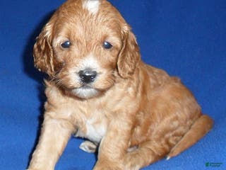 Cockapoo dogs Louie - Ad 36