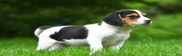 Beagle dogs for sale: Bee - Ad 10