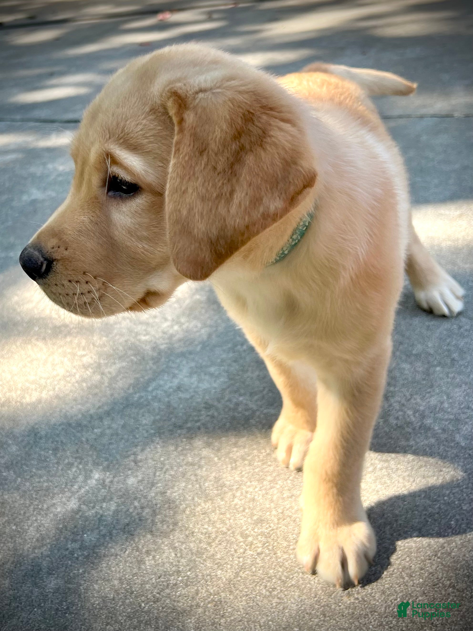 Labrador Retriever dogs Bentley - Ad 2