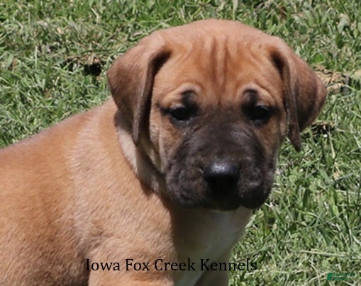 Mixed Breed dogs Bubba - Ad 36