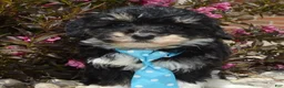 Mini Bernedoodle dogs for sale: Mini Buster - Ad 13