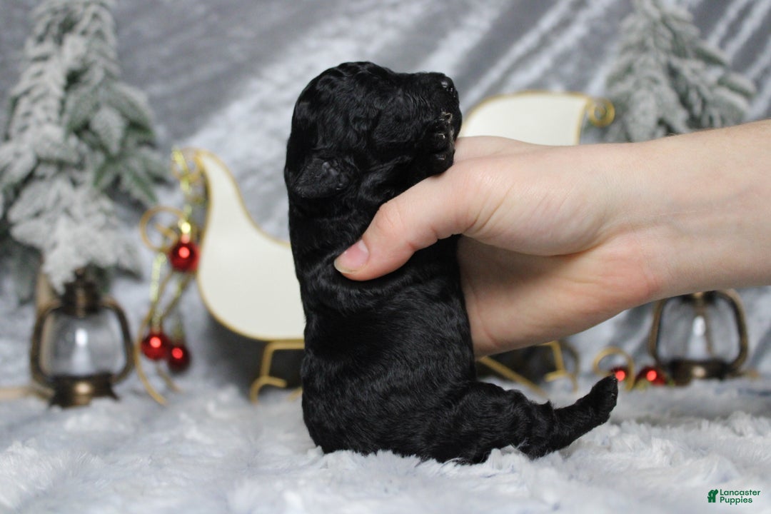 Toy Poodle dogs for sale: Onyx - Ad 9