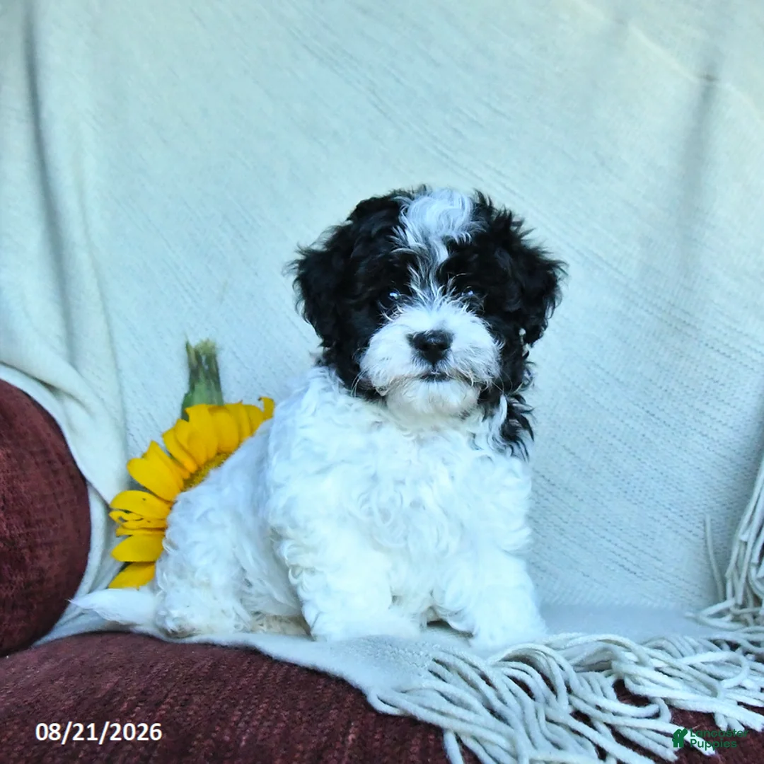 Havapoo dogs for sale: Pearls - Ad 2
