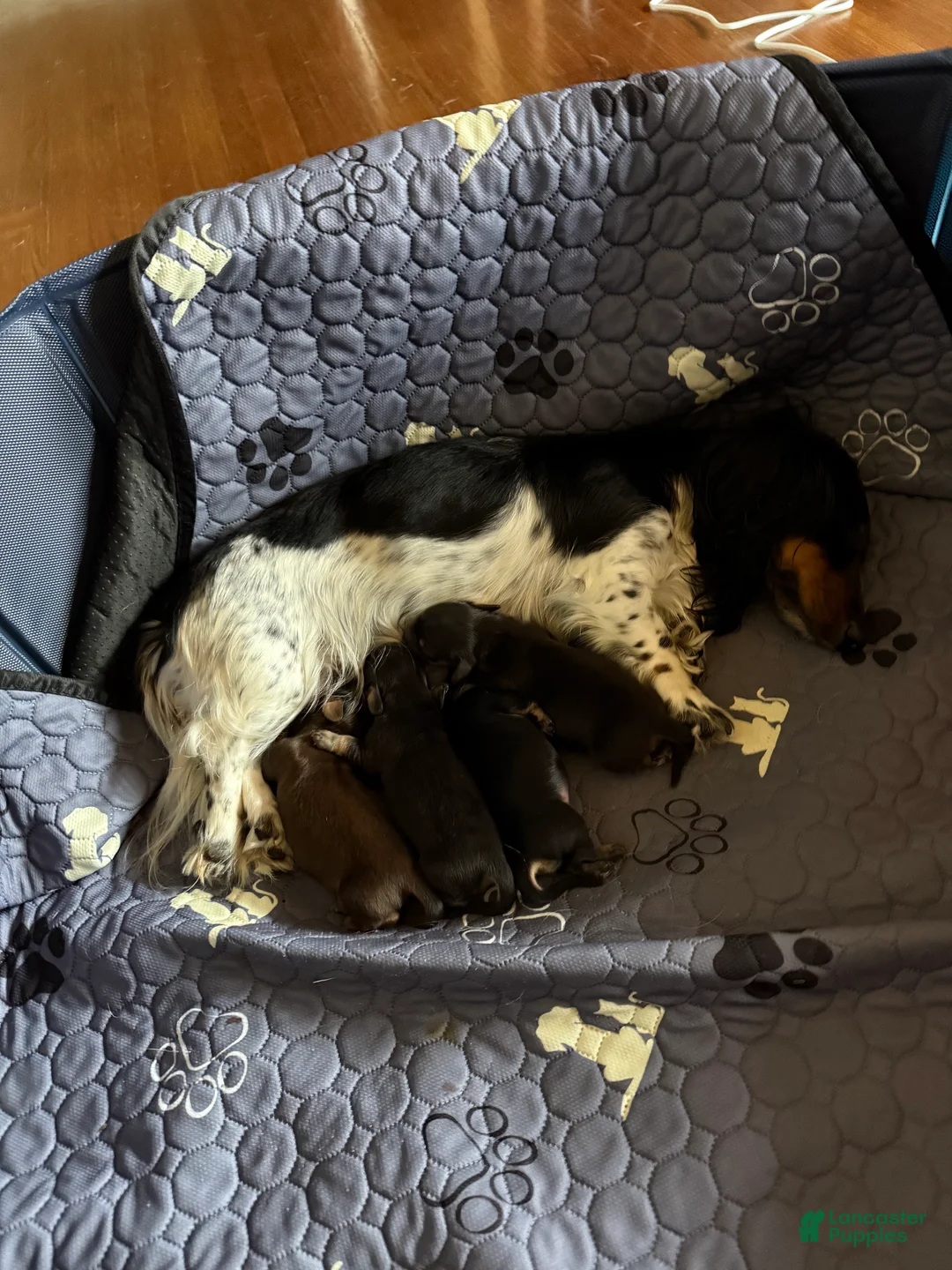Miniature Dachshund dogs for sale: Miniature Dachshund Puppy 2 - Ad 2