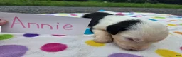 Sheepadoodle dogs for sale: Sheepadoodle 5 - Ad 3