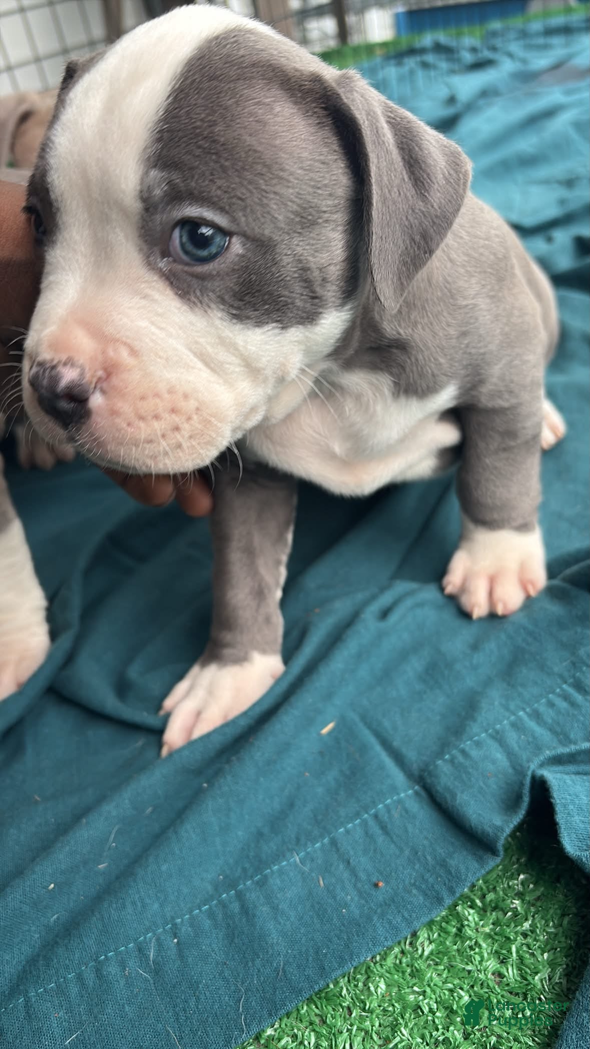American Bully dogs for sale: American Bully Puppy 3 - Ad 3