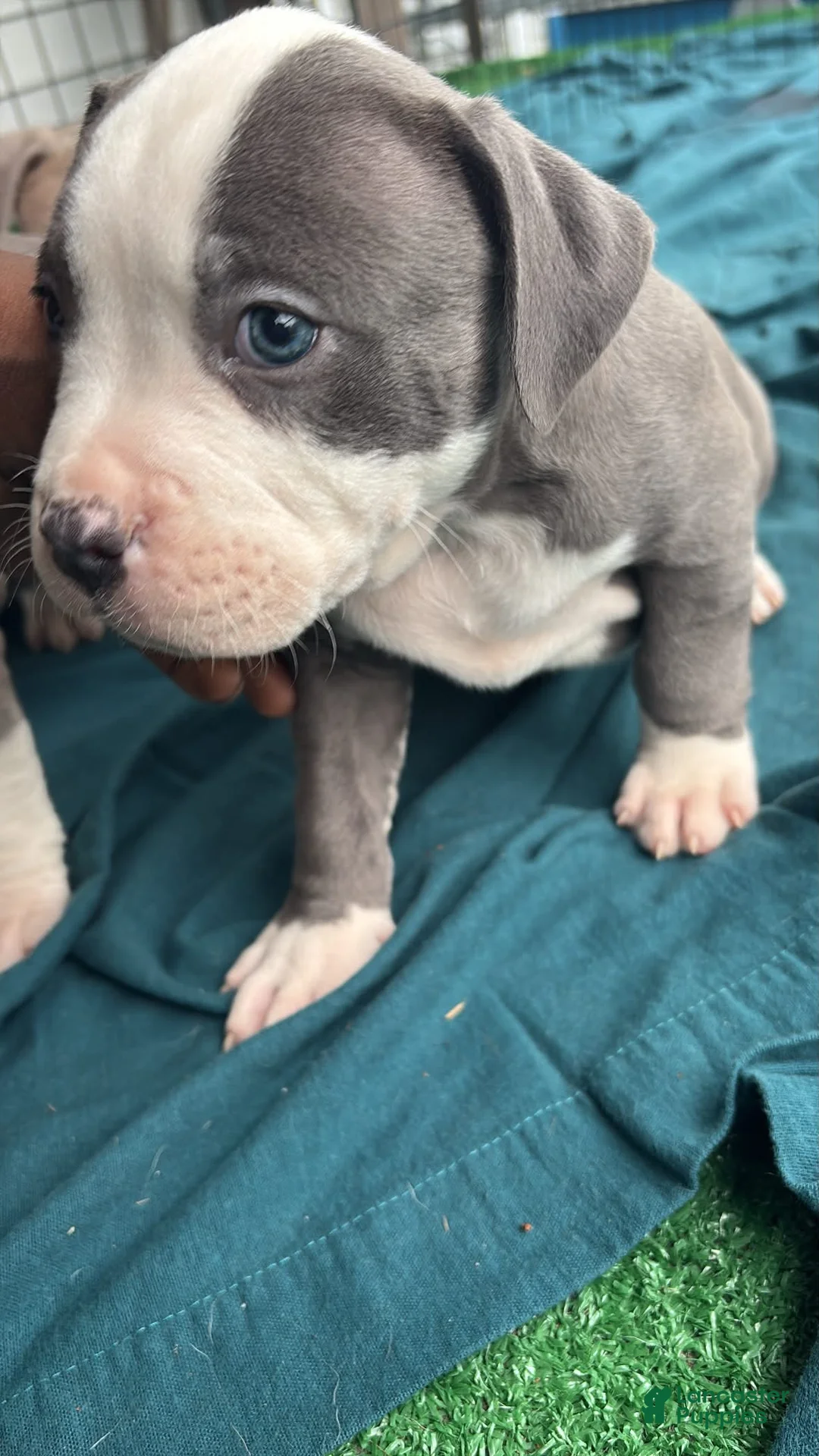 American Bully dogs for sale: American Bully Puppy 3 - Ad 1