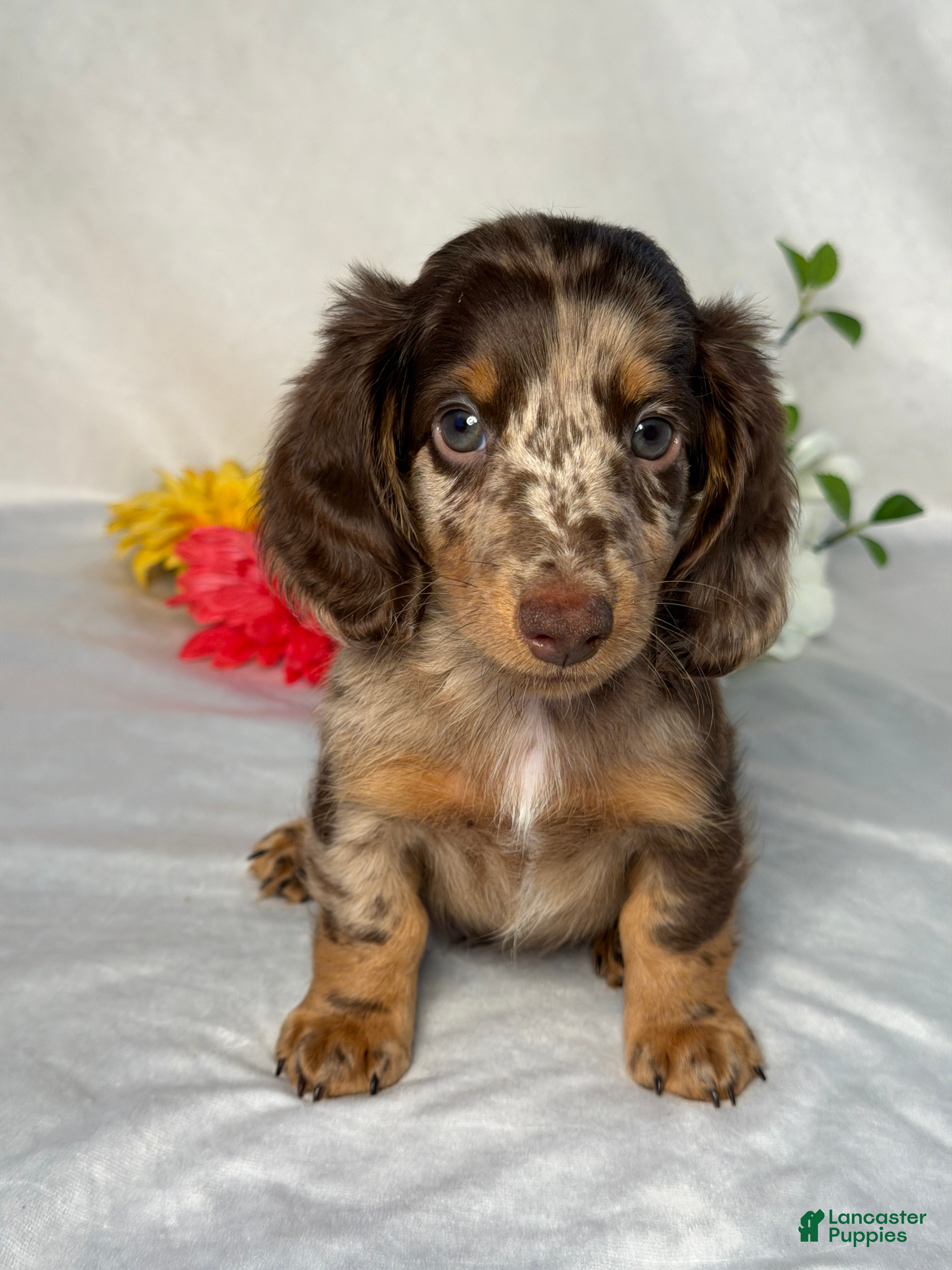 Miniature Dachshund dogs Logan - Ad 1