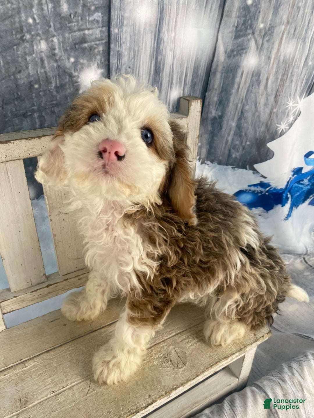 Cavapoo dogs for sale: Blue - Ad 8