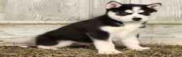 Siberian Husky dogs for sale: Royal - Ad 4