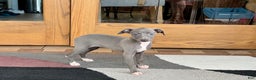 Italian Greyhound dogs for sale: Jenna - Ad 2