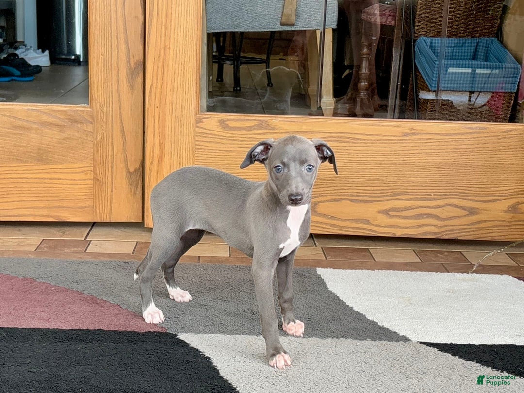 Italian Greyhound dogs for sale: Jenna - Ad 2