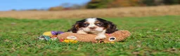 Cavalier King Charles Spaniel dogs for sale: Chloe - Ad 9