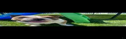 English Bulldog dogs for sale: English Bulldog 1 - Ad 4