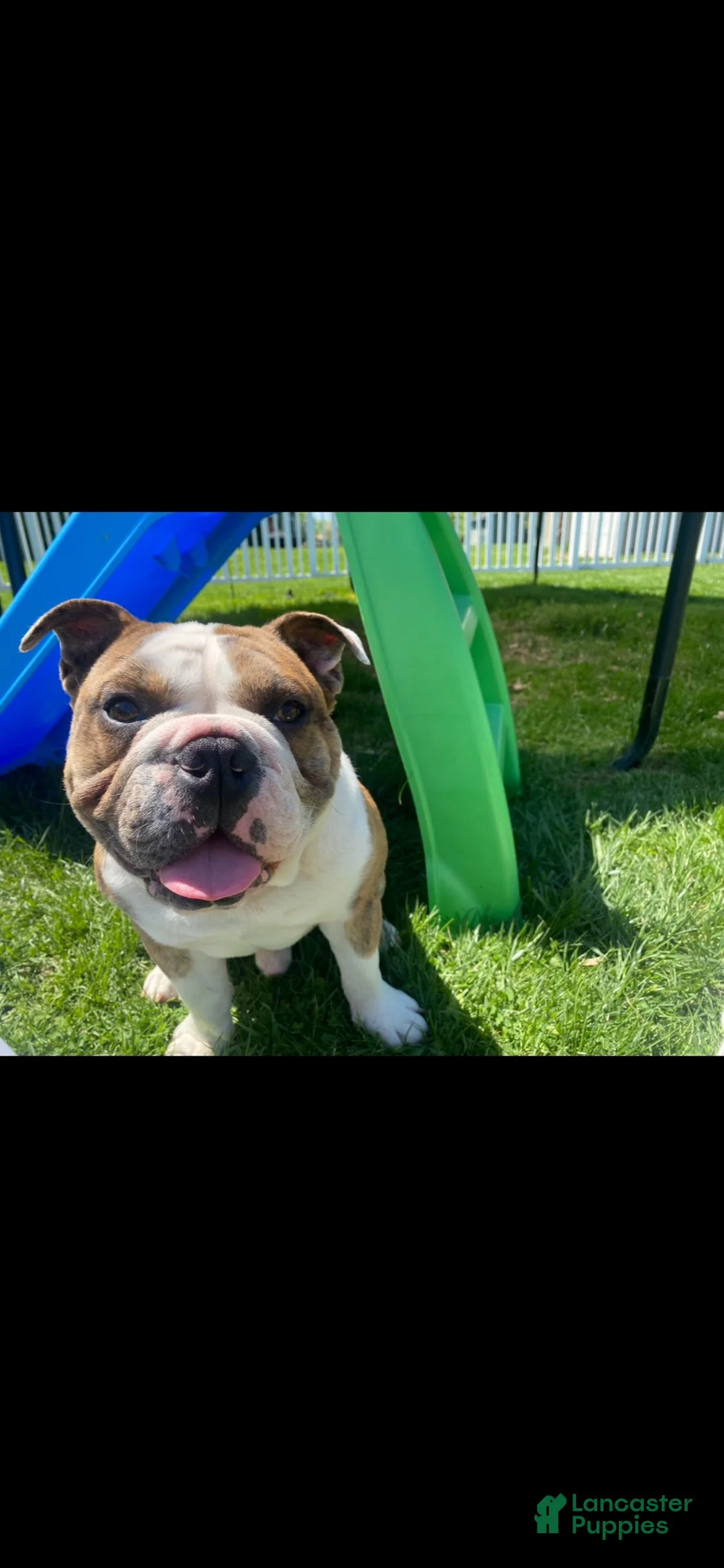 English Bulldog dogs for sale: English Bulldog 1 - Ad 4