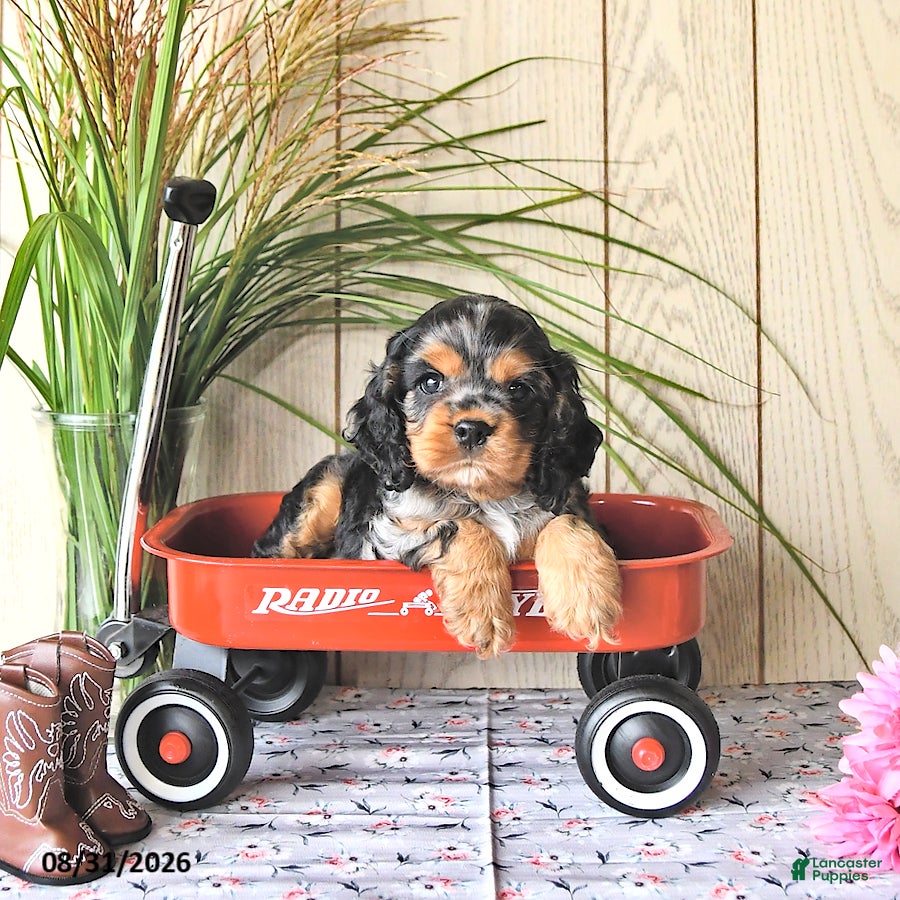 Cocker Spaniel dogs Snickers - Ad 1
