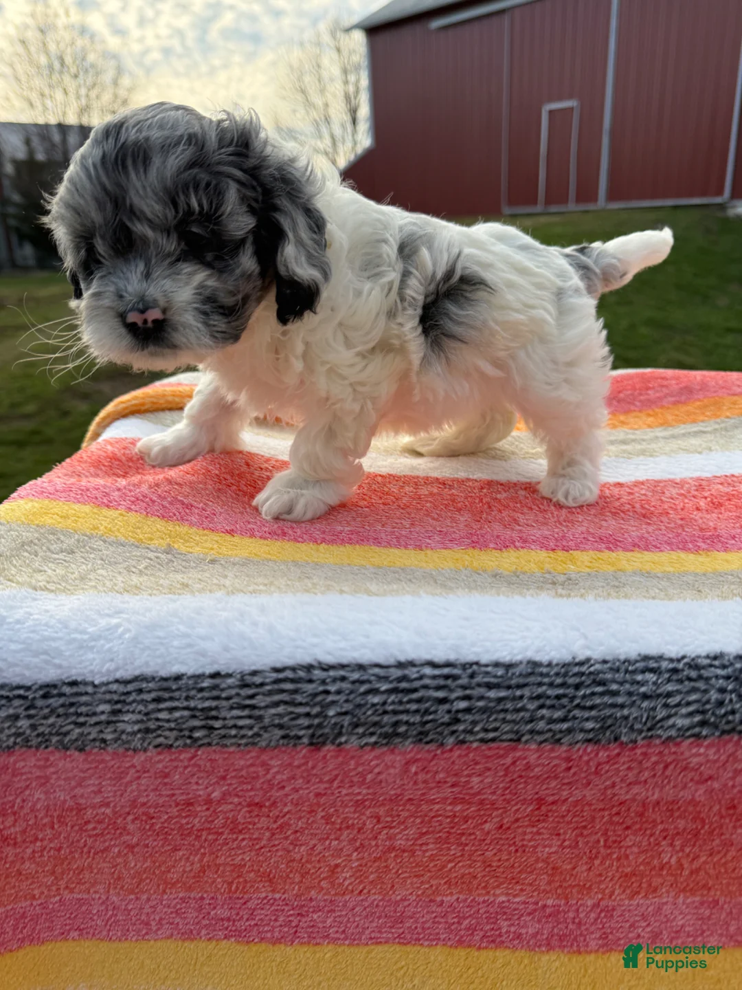 Cockapoo dogs for sale: Cockapoo Puppy 2 - Ad 3