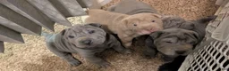 Shar Pei dogs for sale: Baby Blue Boy 1 - Ad 12
