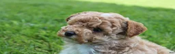 Miniature Poodle dogs for sale: AKC Max  - Ad 10
