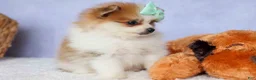 Pomeranian dogs for sale: Frankie 🐶 - Ad 18
