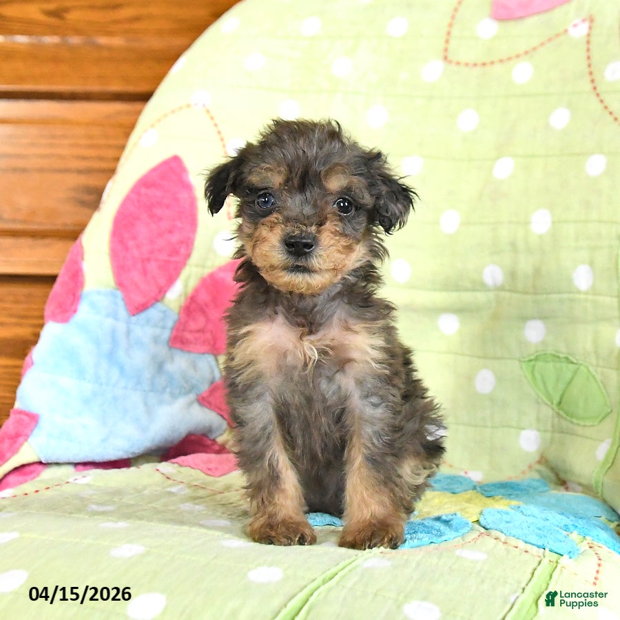 Mini Goldendoodle dogs Kody - Ad 1