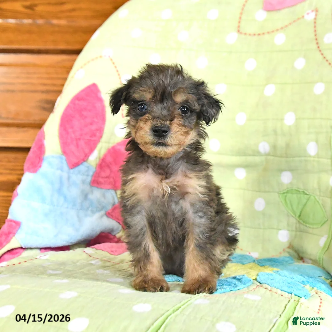 Mini Goldendoodle dogs for sale: Kody - Ad 1