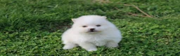 Pomeranian dogs for sale: Charlie  - Ad 1
