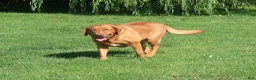 Labrador Retriever dogs for sale: Hazel - Ad 3