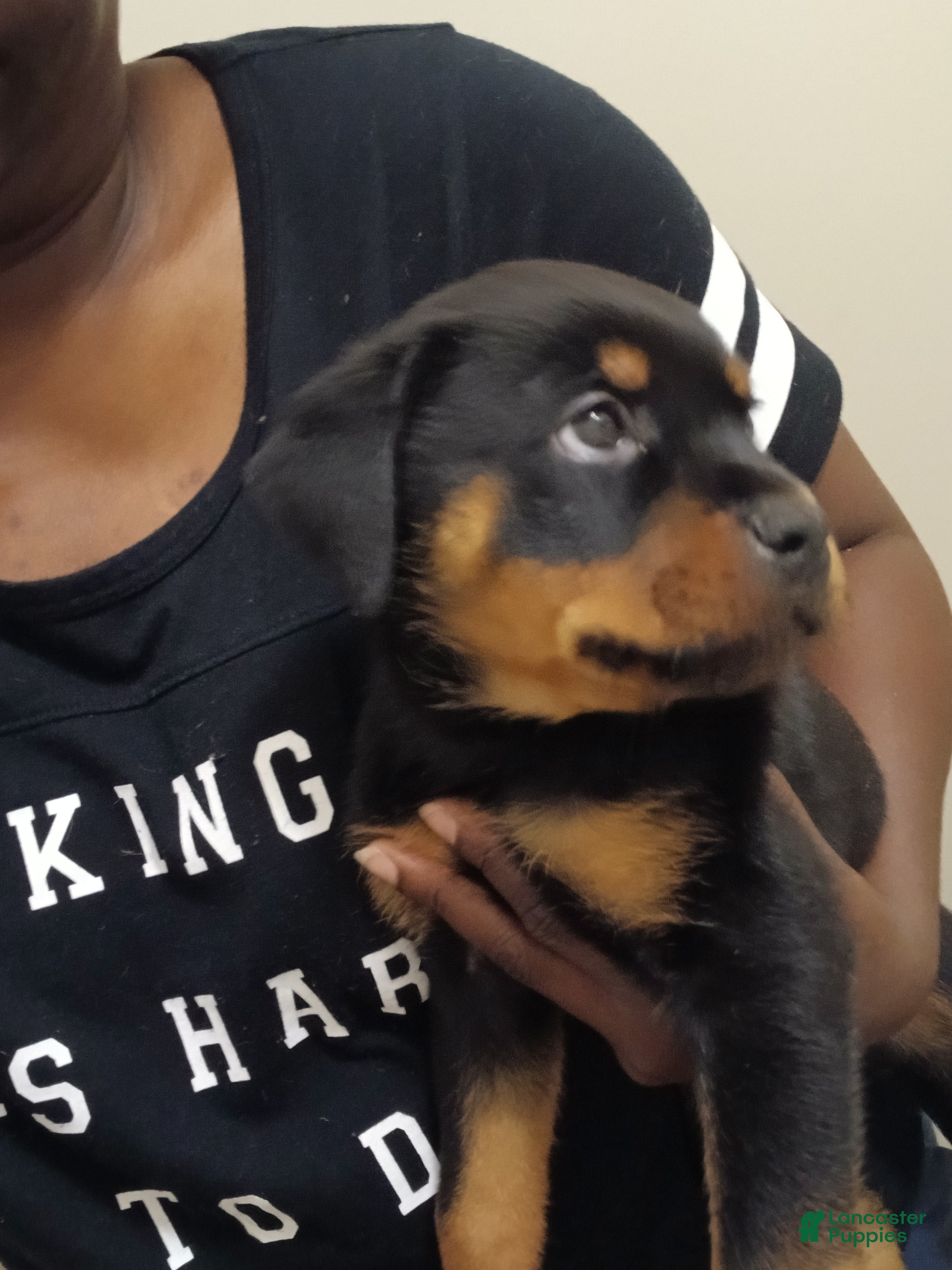 Rottweiler dogs Rottweiler 5 - Ad 30