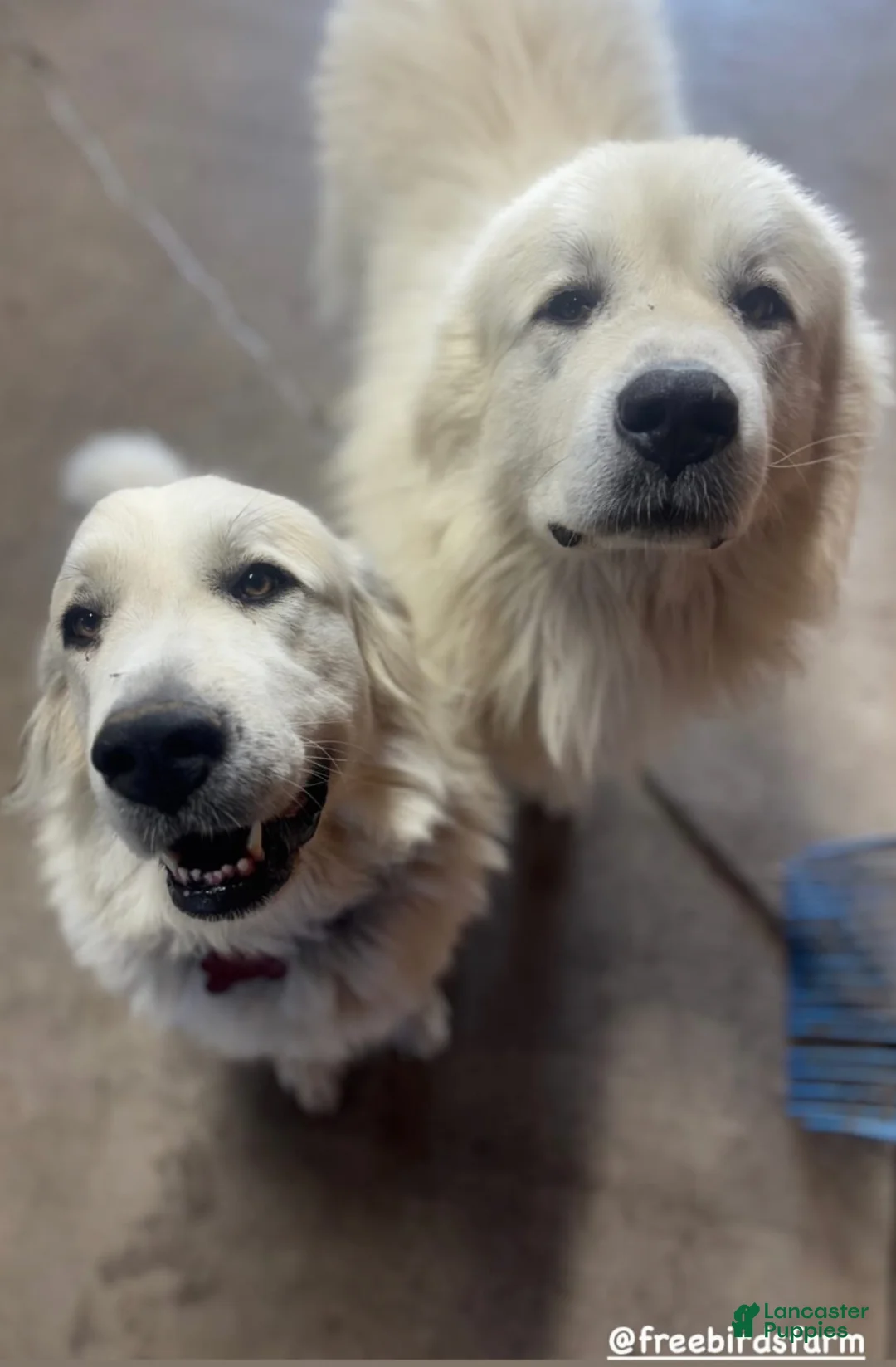 Great Pyrenees dogs for sale: White - Ad 6