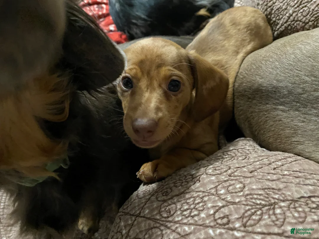 Miniature Dachshund dogs for sale: Reggie - Ad 21