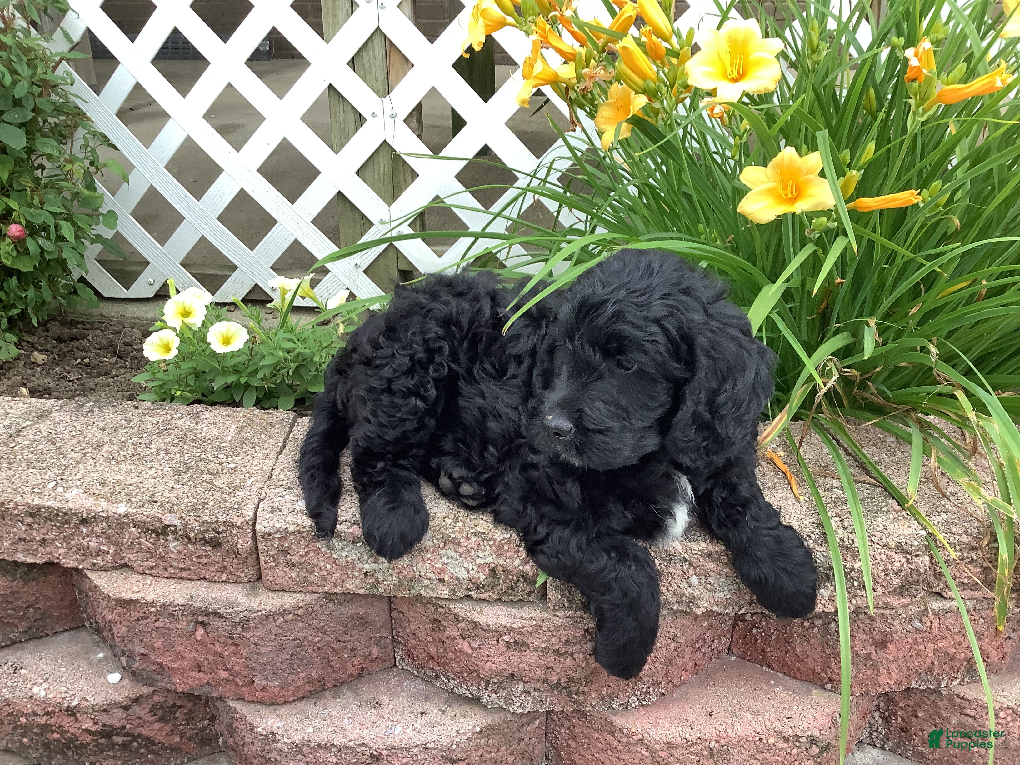 Mini Goldendoodle dogs Freddie - Ad 2