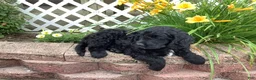 Mini Goldendoodle dogs for sale: Freddie - Ad 2