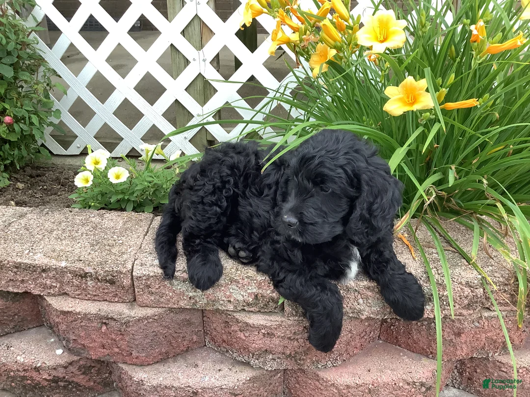 Mini Goldendoodle dogs for sale: Freddie - Ad 2