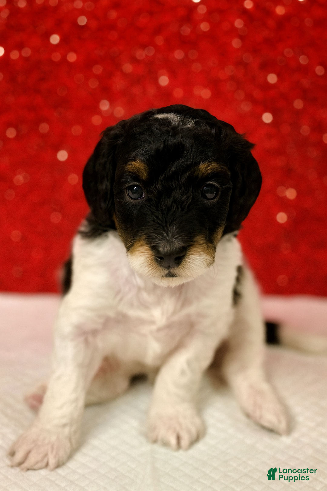 Mini Sheepadoodle dogs for sale: Red-Peppermint - Ad 16