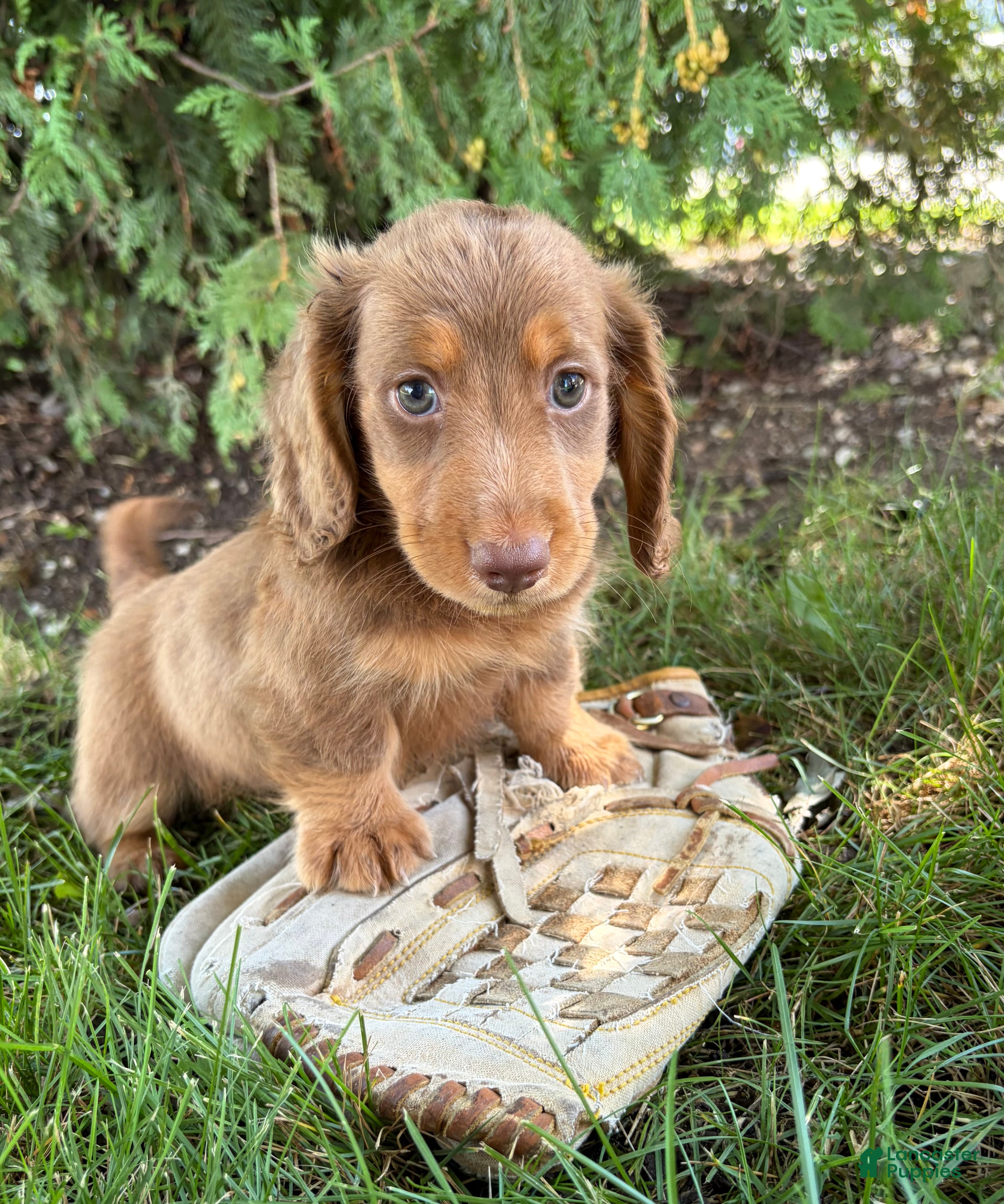 Dachshund dogs Calihan - Ad 2