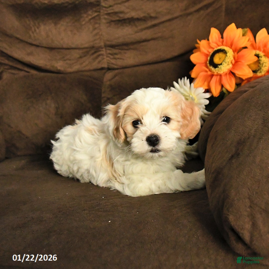 Maltipoo dogs for sale: Missie - Ad 2