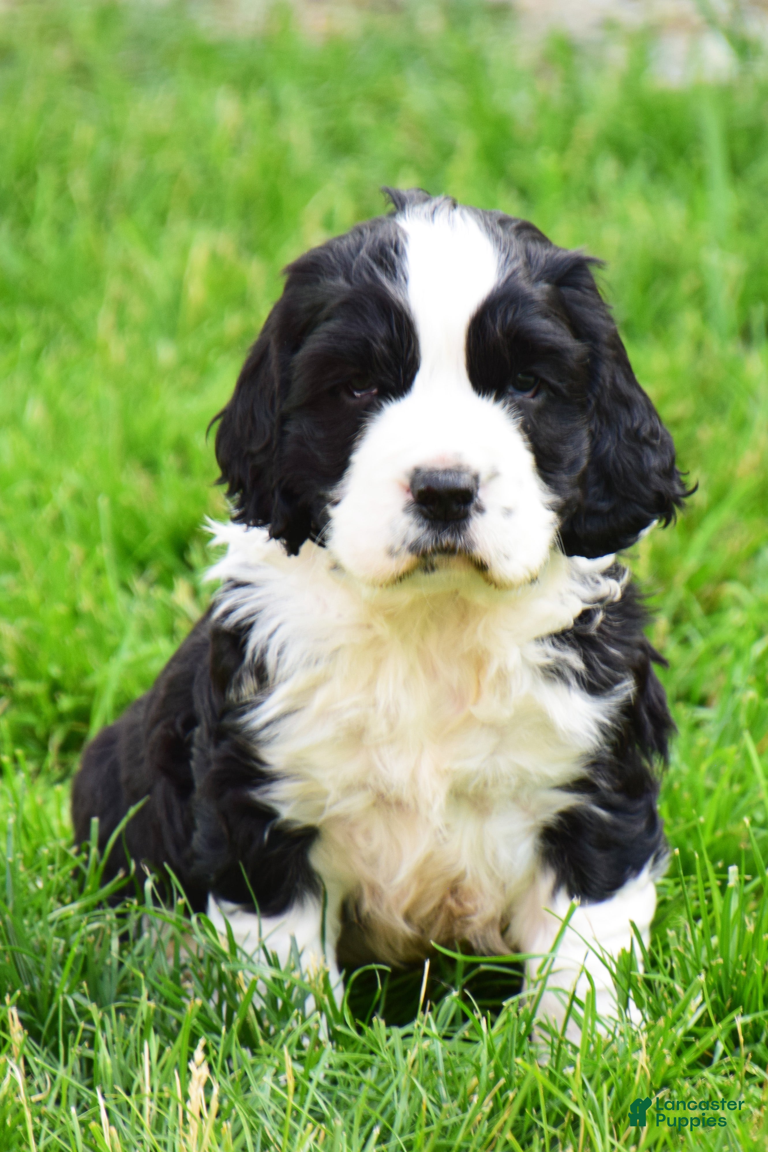 English Springer Spaniel dogs Onyx - Ad 1
