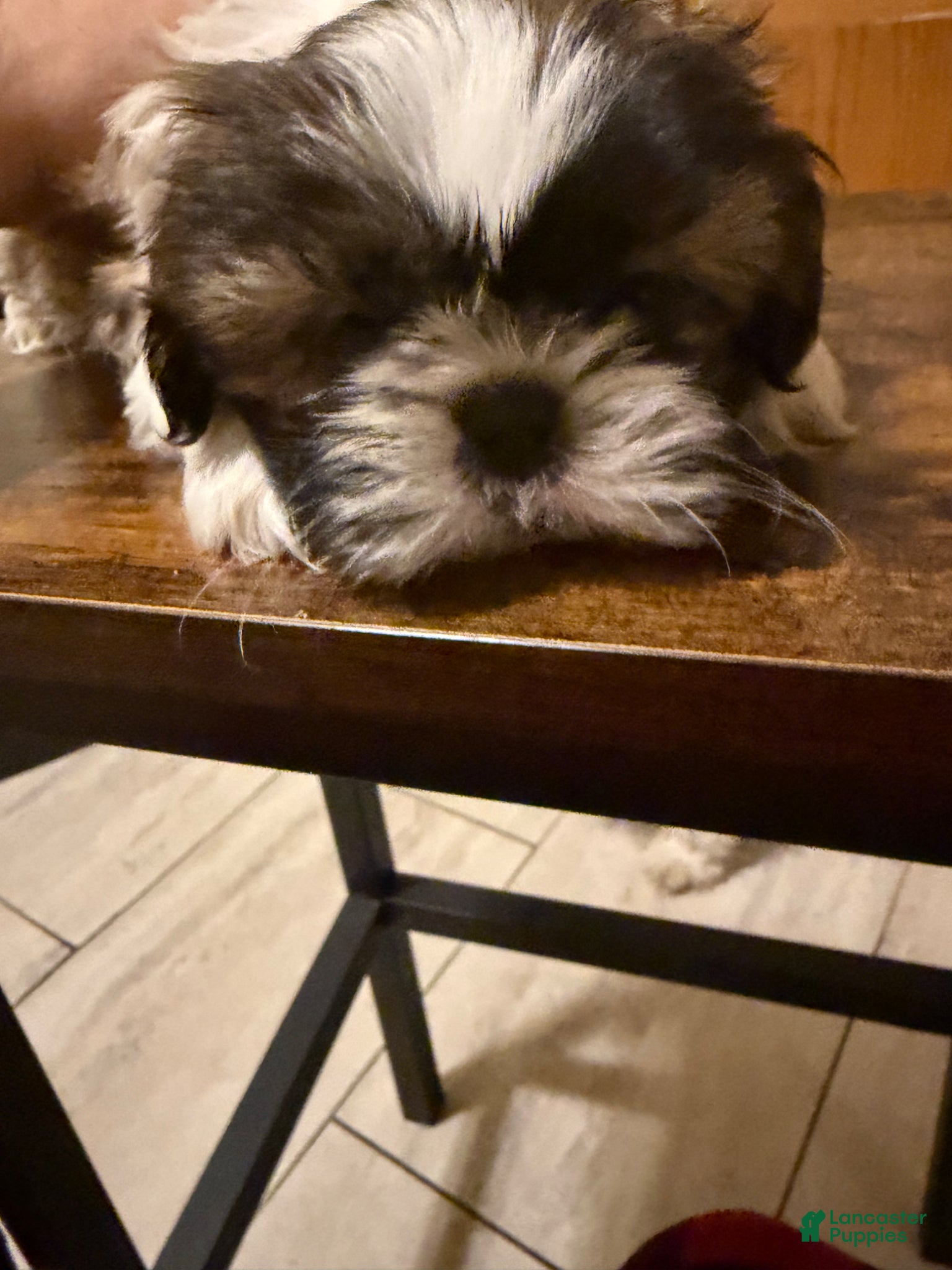 Shih Tzu dogs Shih Tzu Puppy 4 - Ad 30