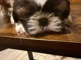 Shih Tzu dogs Shih Tzu Puppy 4 - Ad 30