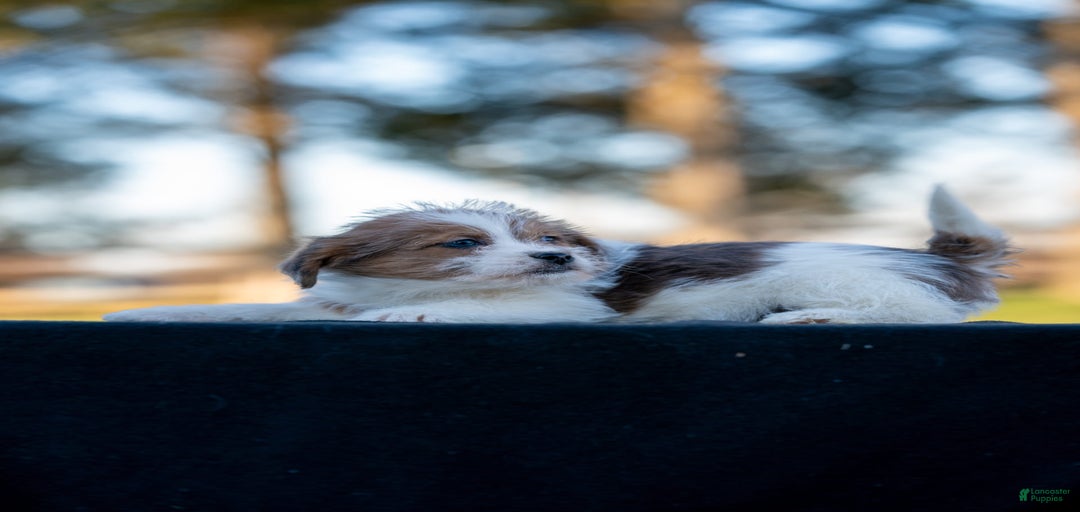 Gallery Image {{count}}