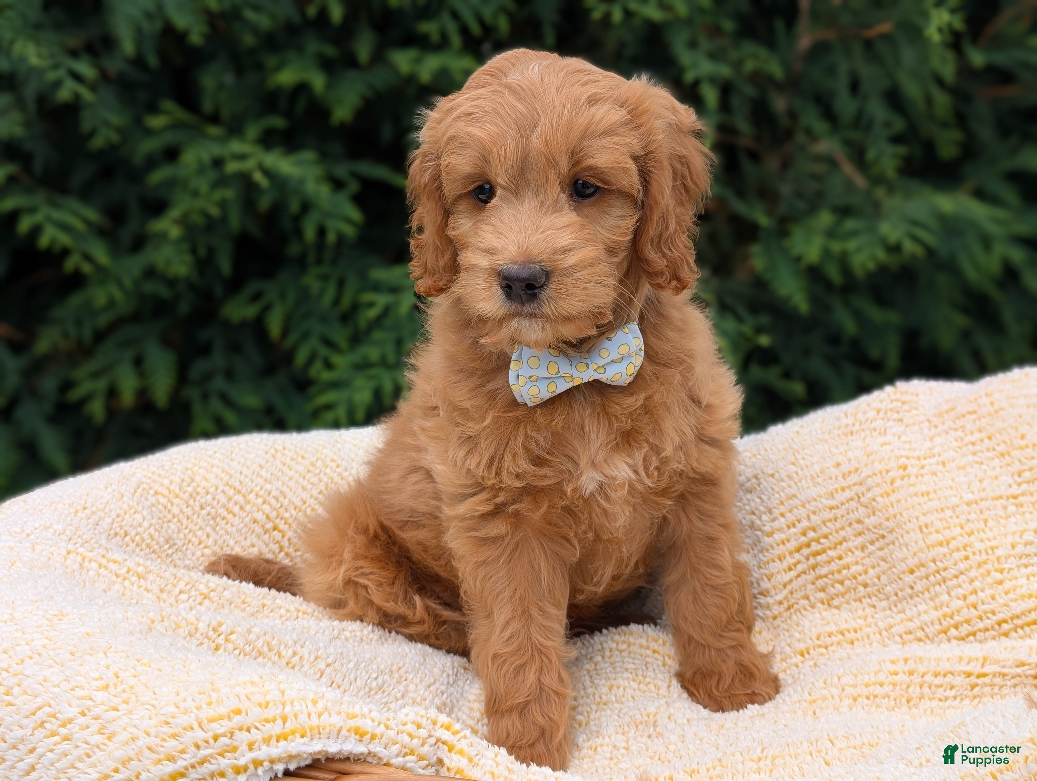 Mini Goldendoodle dogs Brody - Ad 2