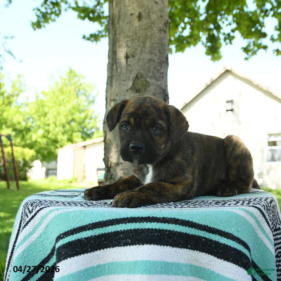 Mixed Breed dogs for sale: Rocky - Ad 3