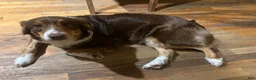 Australian Shepherd dogs for sale: Onyx  - Ad 6