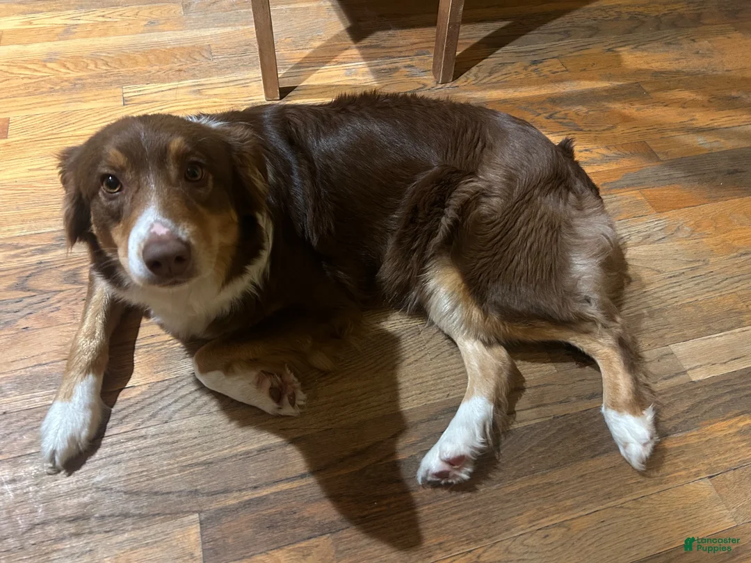 Australian Shepherd dogs for sale: Onyx  - Ad 6
