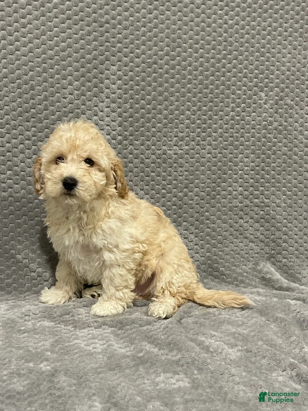 Bichpoo dogs for sale: Frankie - Ad 3