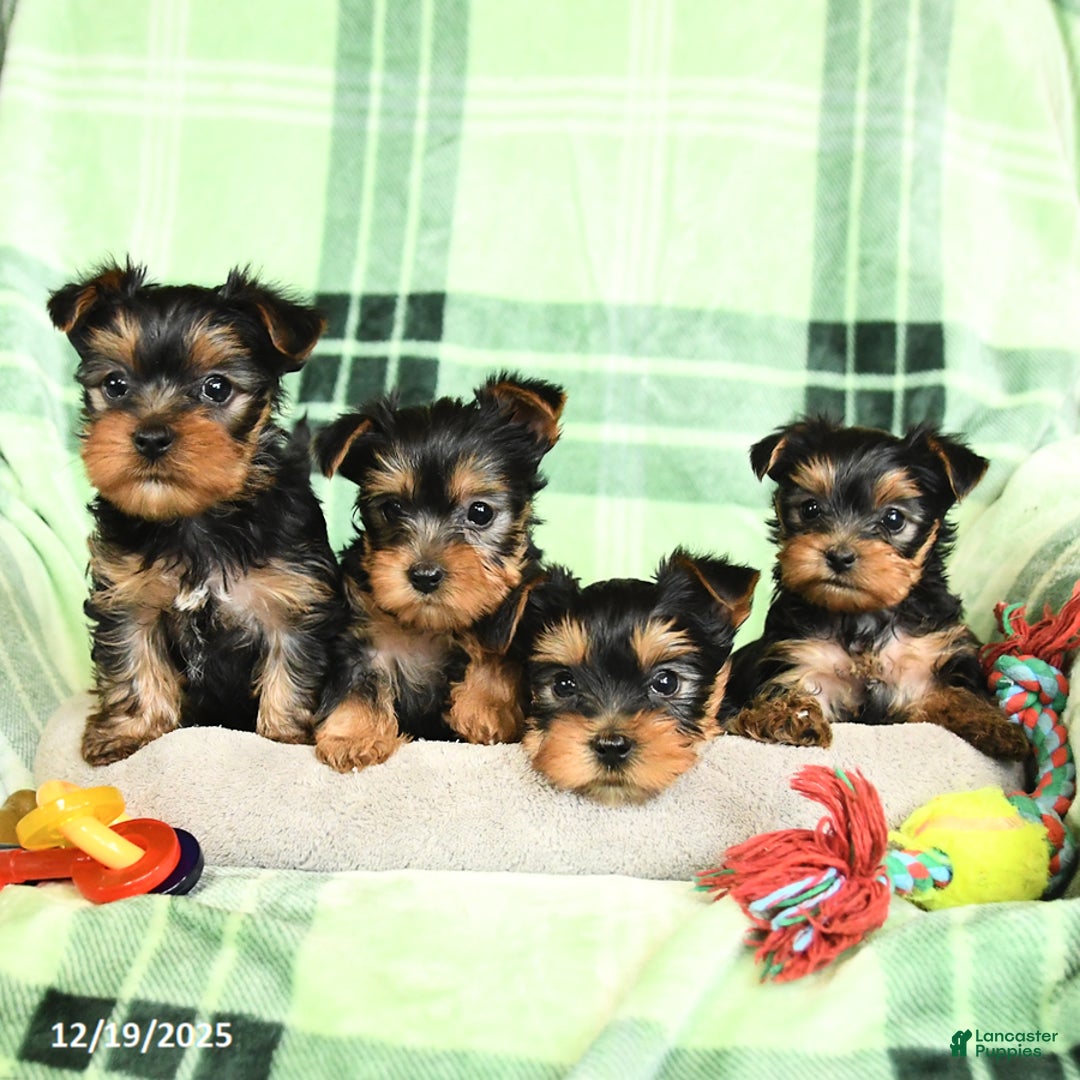 Yorkshire Terrier dogs for sale: Domino - Ad 5